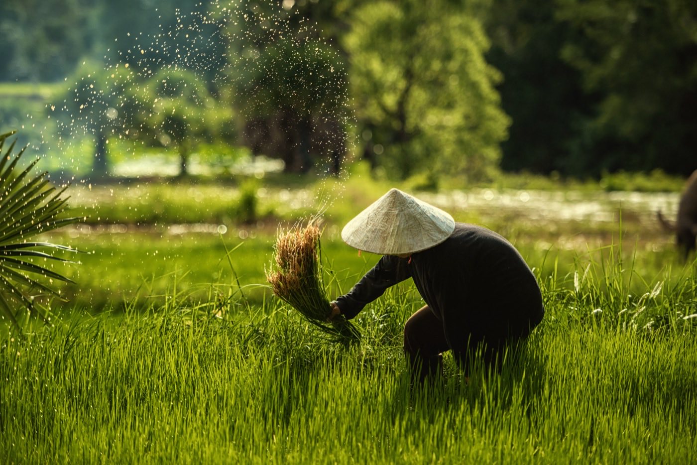 Vietnam Health Declaration 2026 — New Requirement from July 1