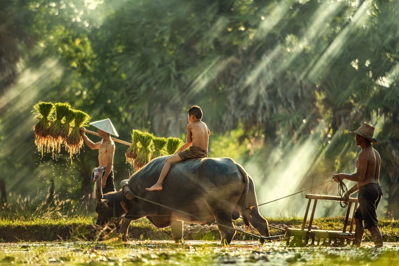 Vietnam Pre-Arrival Form for Phu Quoc Airport (PQC) — 2026 Guide
